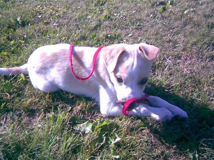 Dansk svensk gaardhund Mr. Macho billede 10