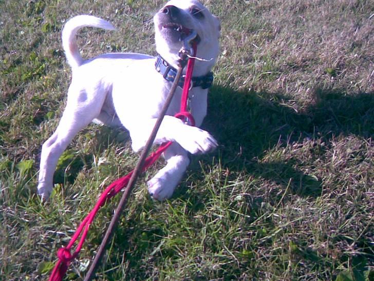 Dansk svensk gaardhund Mr. Macho billede 11