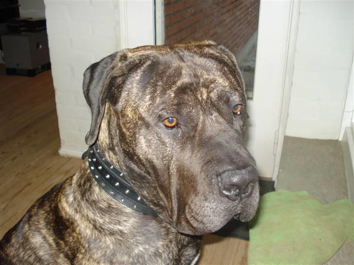 Dogo canario sofus R.I.P billede 5