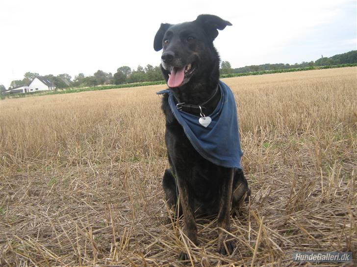 Blanding af racer Fie *Hvil i fred min skat - På stubmaken. billede 10