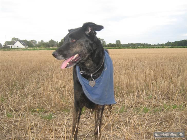 Blanding af racer Fie *Hvil i fred min skat - Igen en tur på marken billede 11