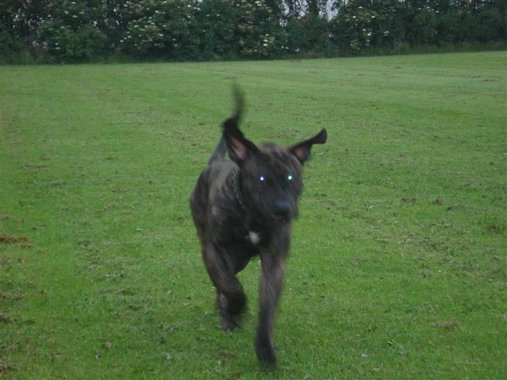 Dogo canario sofus R.I.P billede 6