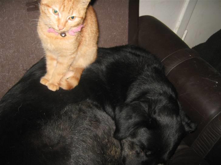 Blanding af racer Fie *Hvil i fred min skat - Et af de sjældne billeder hvor Louis får lov til at sidde på Fie billede 13