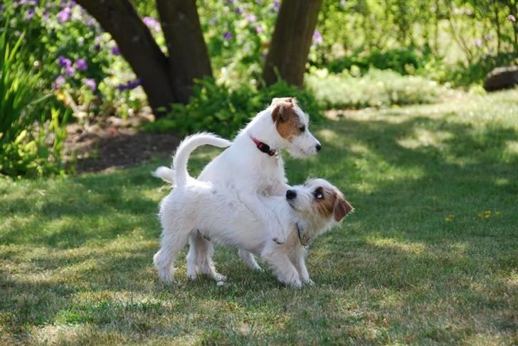 Jack russell terrier Bertha billede 11