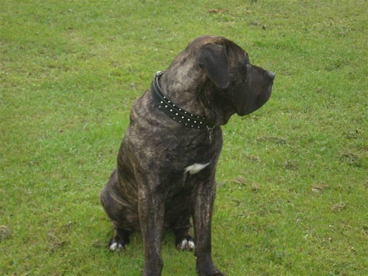 Dogo canario sofus R.I.P billede 7