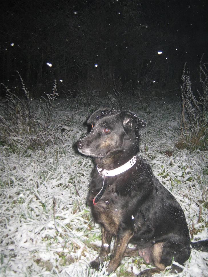 Blanding af racer Fie *Hvil i fred min skat - I sneen igen billede 14