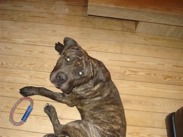 Dogo canario sofus R.I.P billede 8