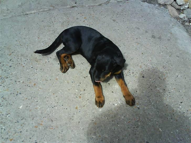 Rottweiler Sascha billede 1
