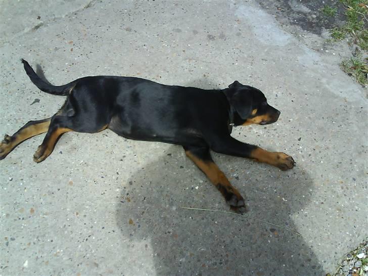 Rottweiler Sascha billede 2