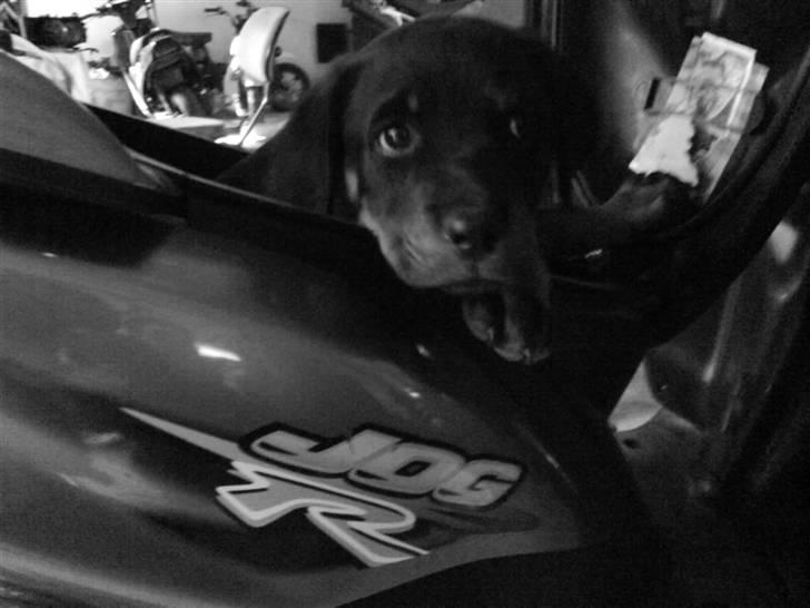 Rottweiler Sascha billede 3