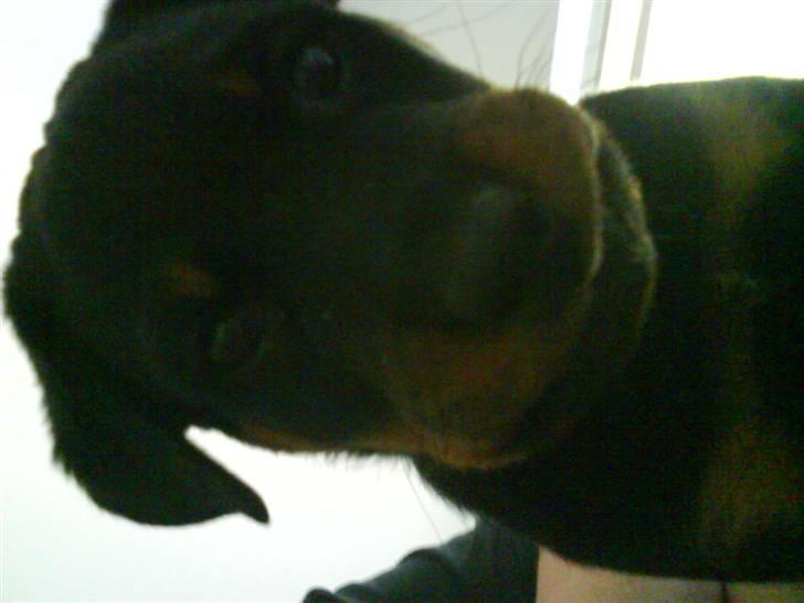 Rottweiler Sascha billede 4