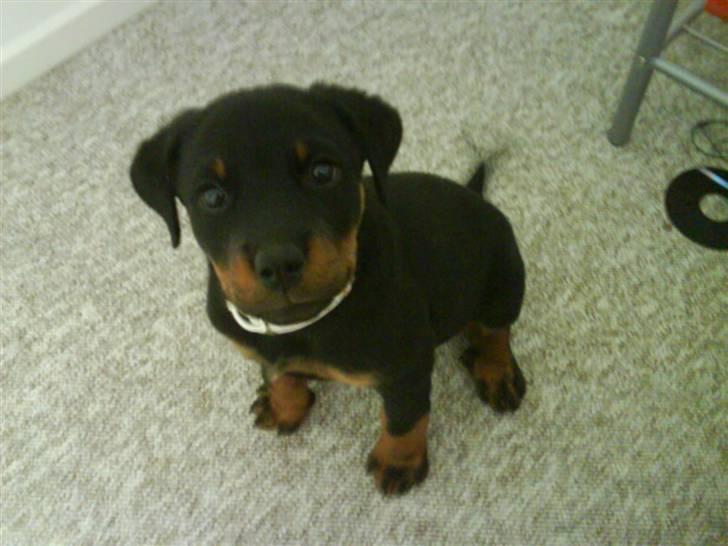 Rottweiler Sascha billede 5