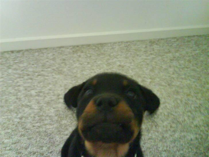 Rottweiler Sascha billede 6