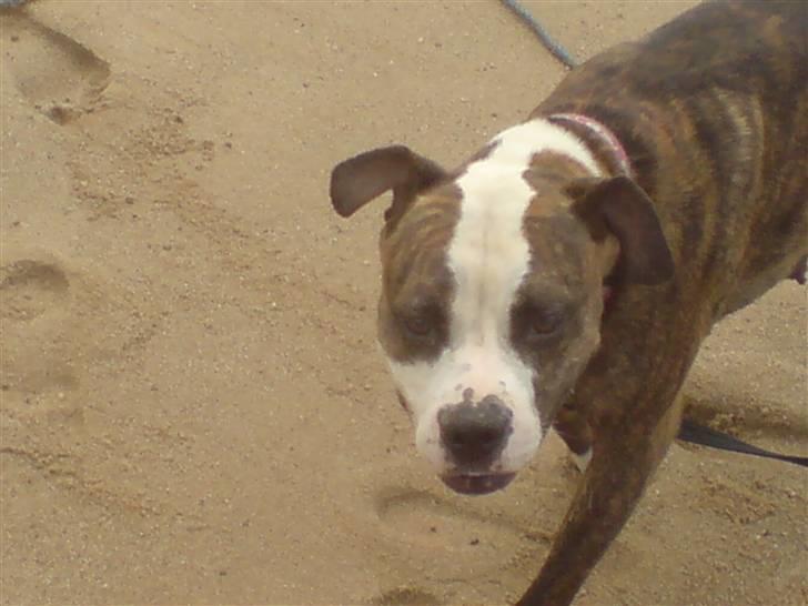 Amerikansk staffordshire terrier Angie RIP. - et af de idste billeder der blev taget billede 13