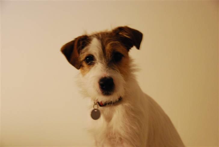 Jack russell terrier Bertha billede 12