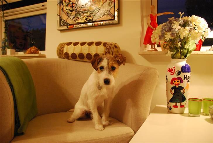Jack russell terrier Bertha - hjemme i stuen billede 13