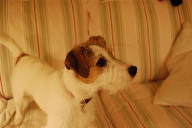 Jack russell terrier Bertha - hvad laver i ??????? billede 14