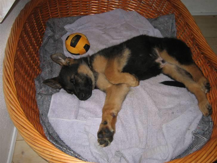 Schæferhund Chiko billede 6