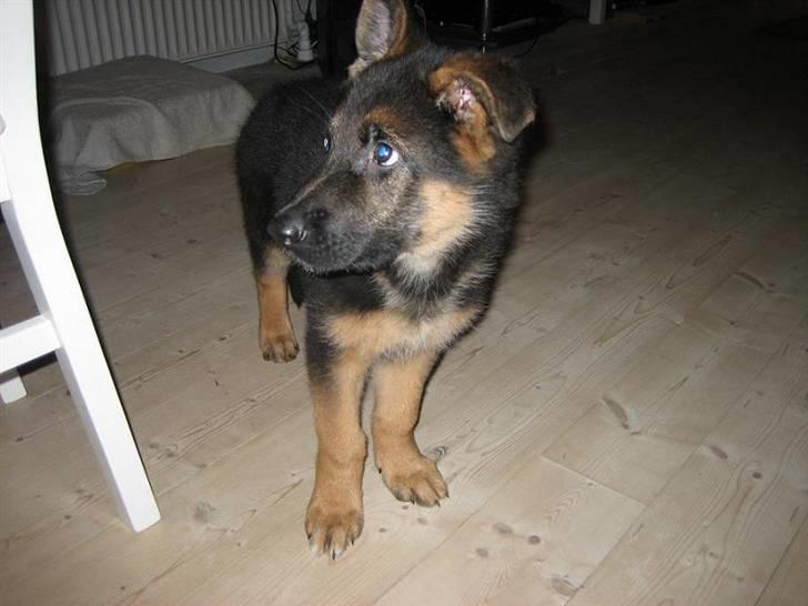 Schæferhund Chiko billede 7