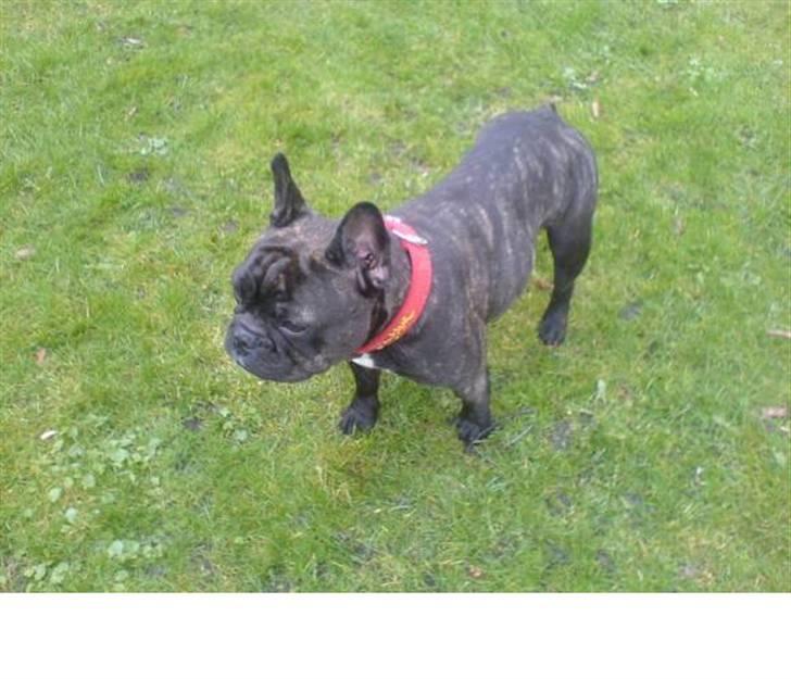 Fransk bulldog Trunte  billede 18