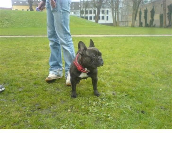 Fransk bulldog Trunte  billede 20