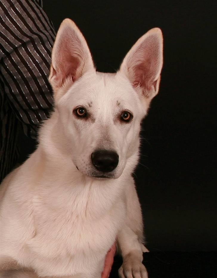 Hvid schæfer Bibi - mit fulde navn er: Afrodite´s Bibi The-White-One billede 1