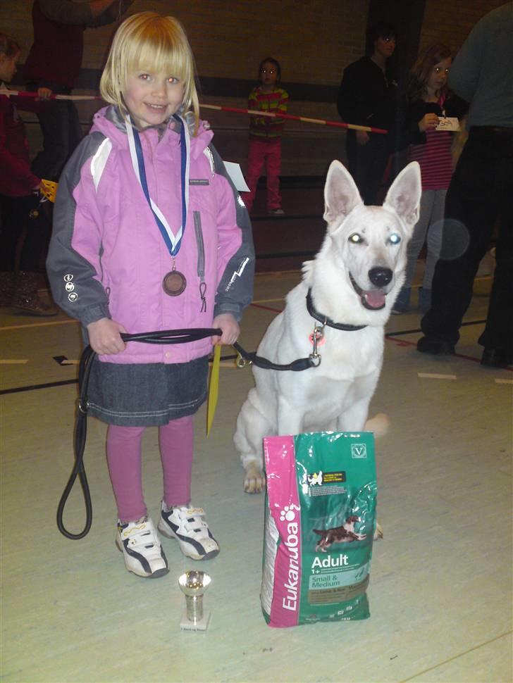 Hvid schæfer Bibi - deltagelse i "barn og hund" billede 2