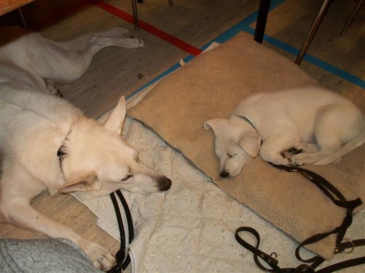 Hvid schæfer Bibi - med moar på udstilling - hold op hvor hun hyggede og nød det. billede 3