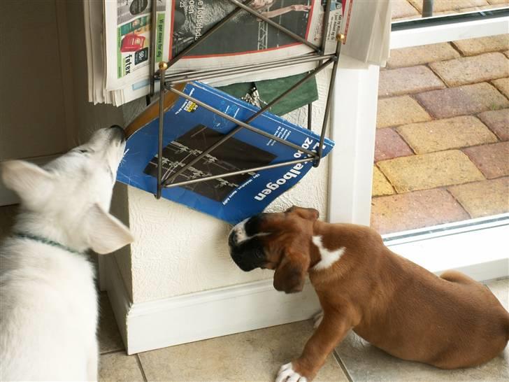 Hvid schæfer Bibi - som om hun ikke er fuld nok af "numre" i forvejen - telefon-bogen blev lige tygget igennem billede 4