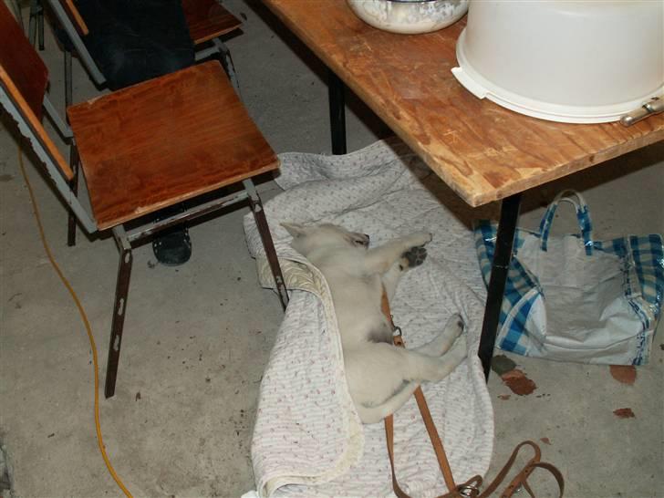 Hvid schæfer Bibi - gået under bordet til en grill-fest billede 5