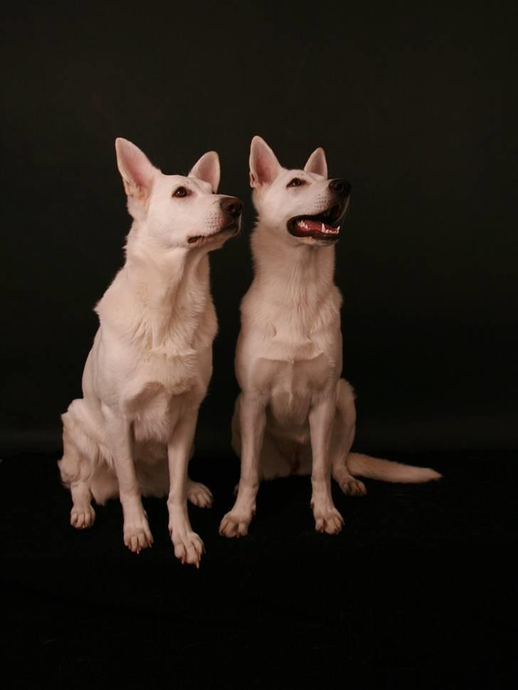 Hvid schæfer Bibi - hold da op - mor og datter - de da flotte billede 6