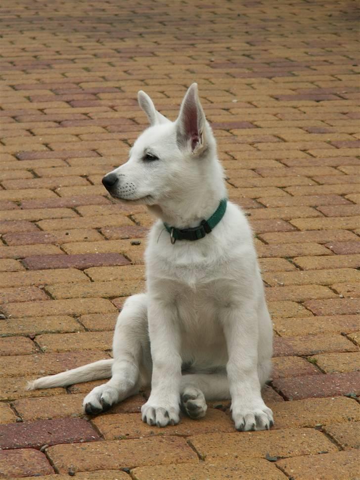 Hvid schæfer Bibi - en rigtig lille smuksak billede 7