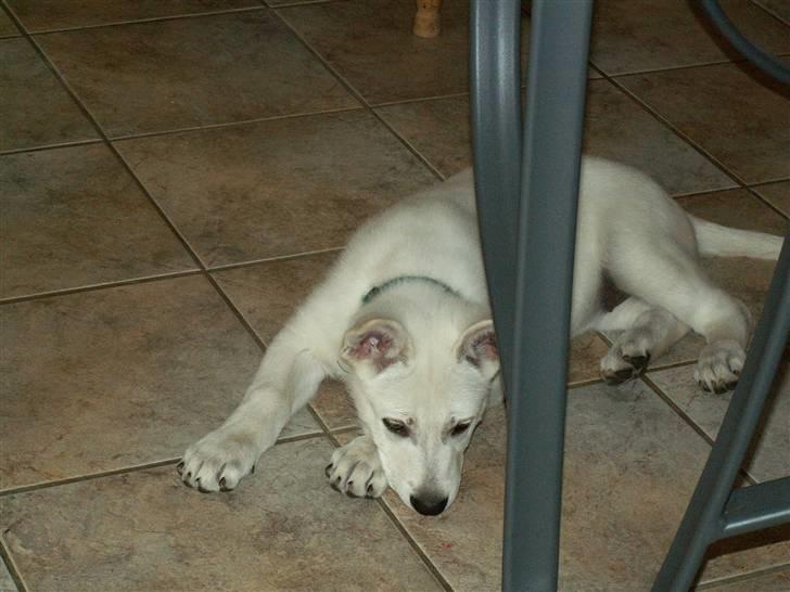 Hvid schæfer Bibi billede 9