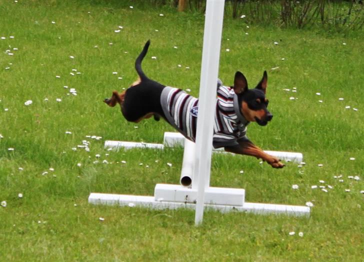 Prazsky krysarik Houdini - Houdini leger med Mighty, hans store idol billede 13