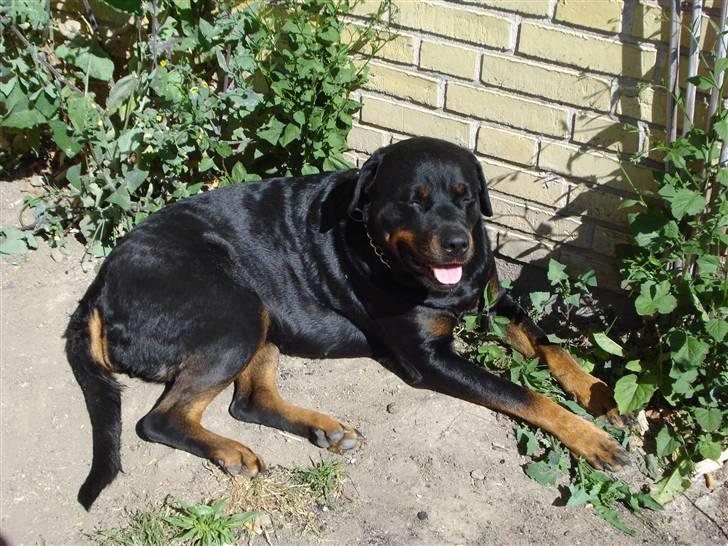 Rottweiler tessa billede 9
