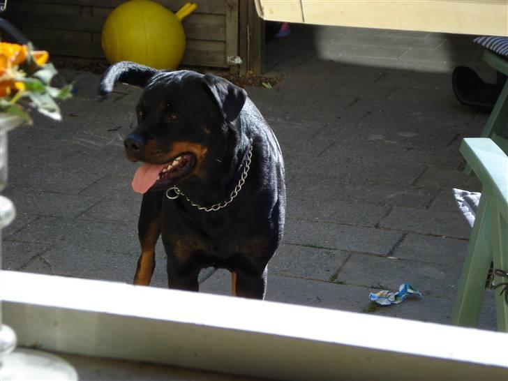 Rottweiler tessa billede 10