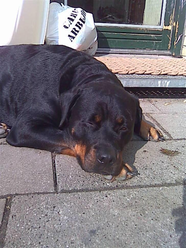 Rottweiler tessa billede 11