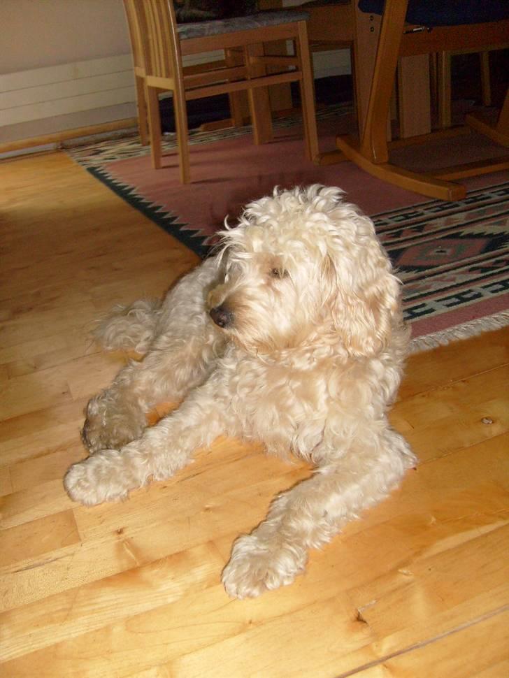 Blanding af racer Fister (Bobby) - Hej mit navn er Fister billede 1