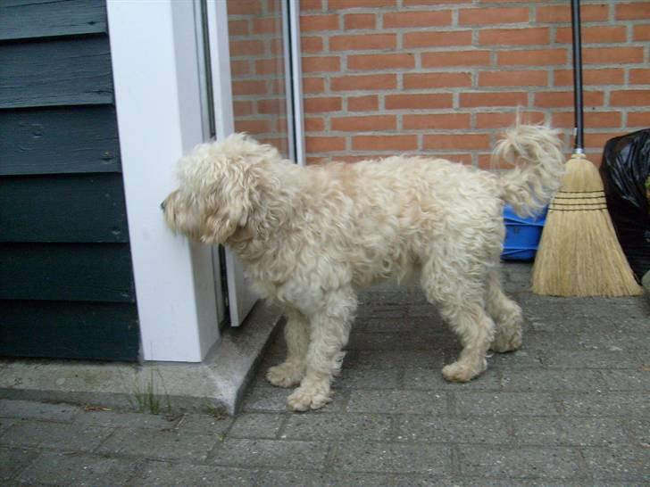 Blanding af racer Fister (Bobby) - Ups, var der nogen hos naboen? billede 3