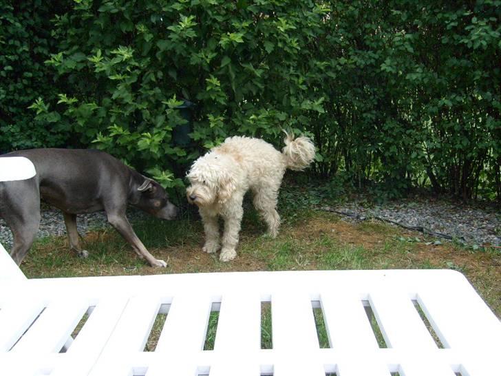 Blanding af racer Fister (Bobby) - Anastacia skal lige være sikker på at jeg er hanhund :o) billede 4