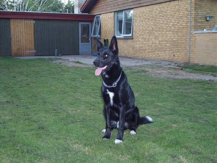 Blanding af racer Julius - Julle 2 år billede 14