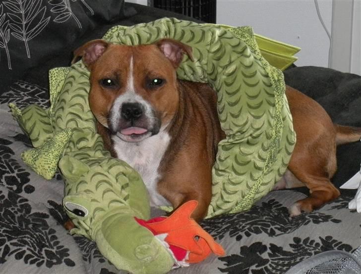 Staffordshire bull terrier Chloé billede 5