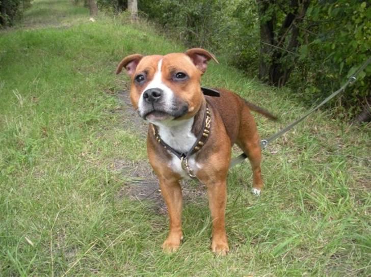 Staffordshire bull terrier Chloé billede 6