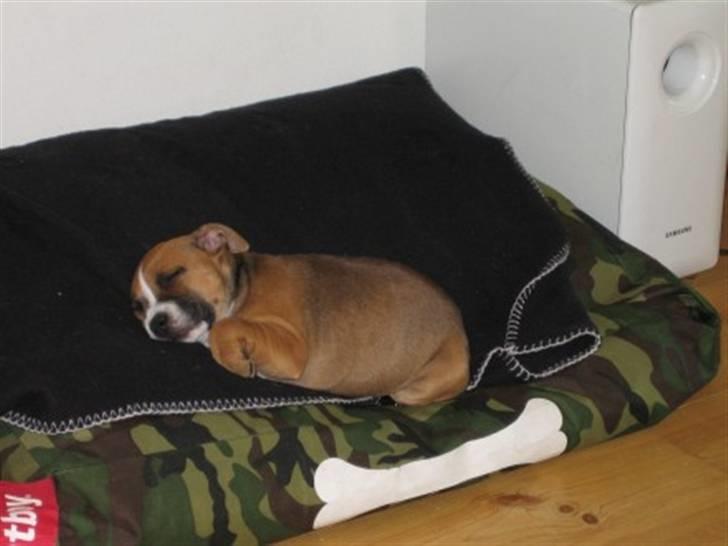 Staffordshire bull terrier Chloé - Mig og søs billede 7