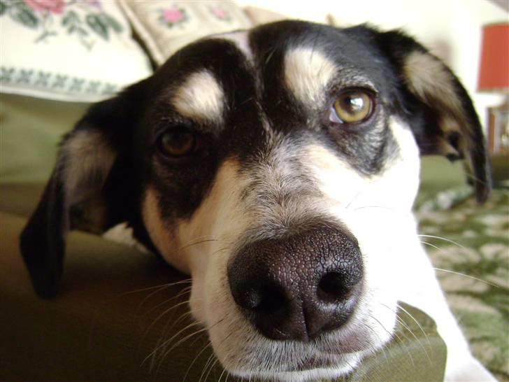 Blanding af racer Bounty billede 17