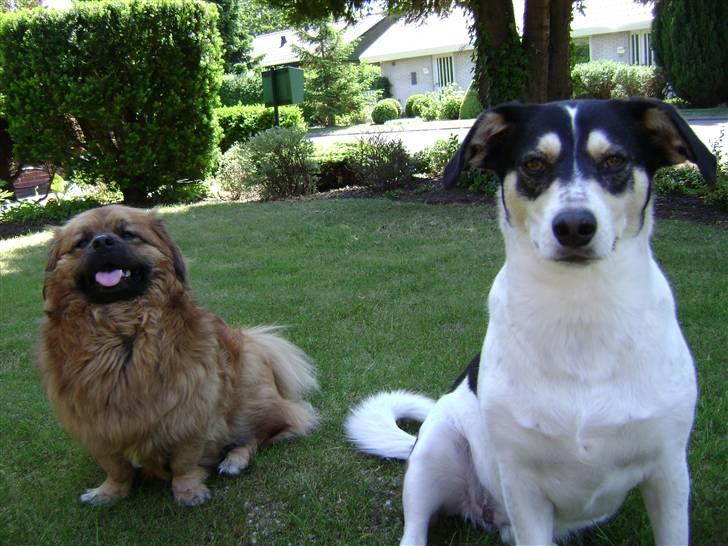 Blanding af racer Bounty billede 18