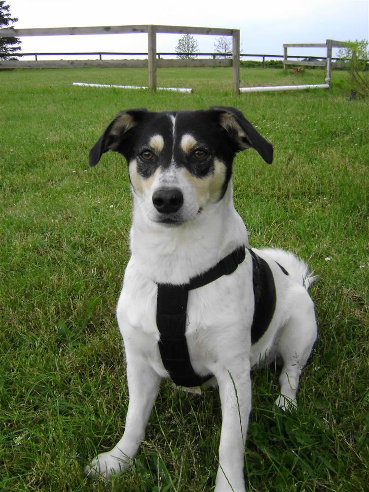 Blanding af racer Bounty billede 19