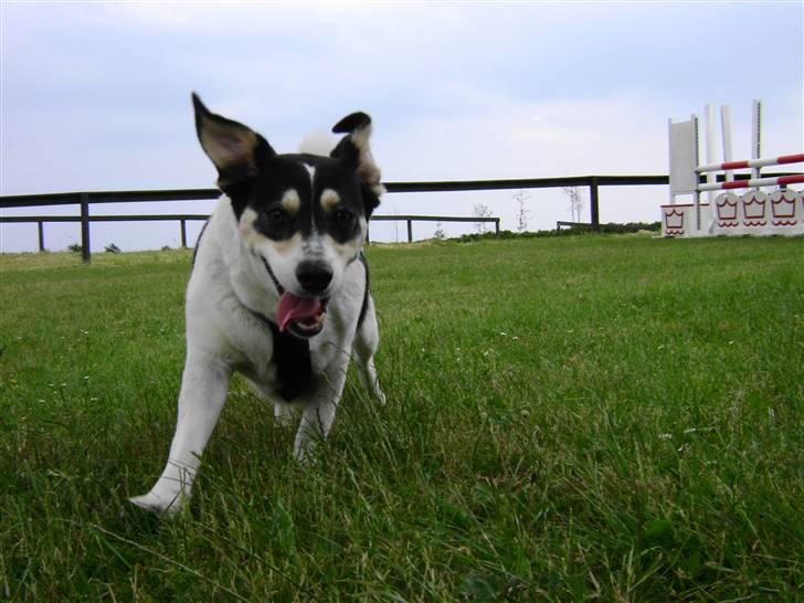 Blanding af racer Bounty billede 20