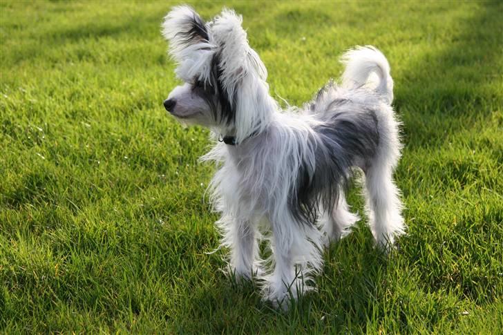 Chinese crested powder puff mini billede 2