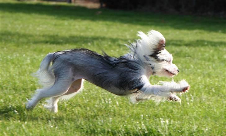 Chinese crested powder puff mini billede 4